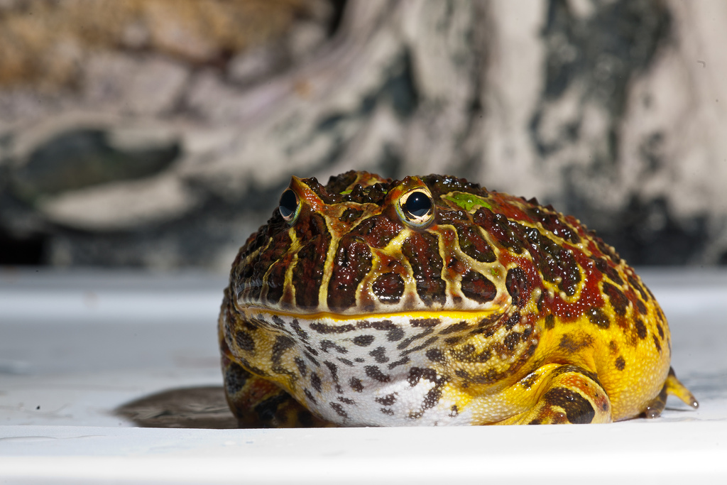 Ornate-Horned-Frog.jpg